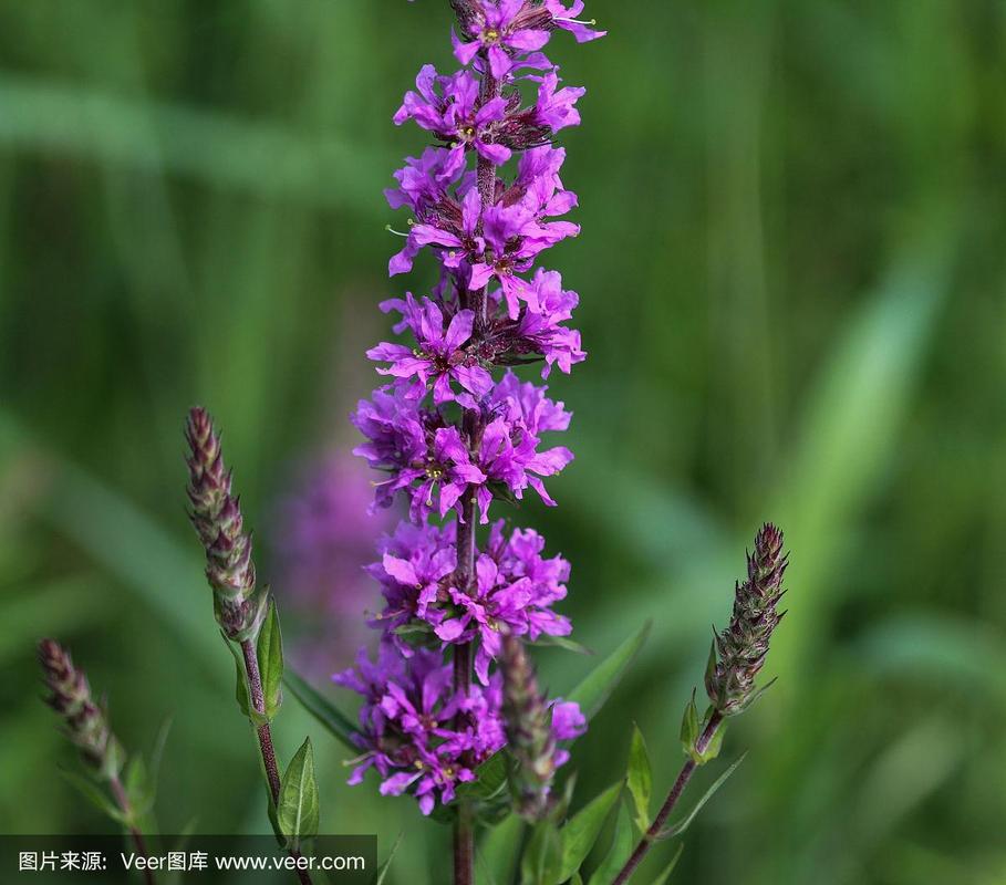 珍珠菜,紫色,公亩,佛花,品牌名称