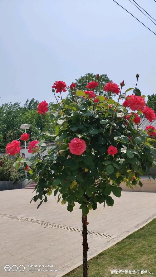 五月月季花开正当时