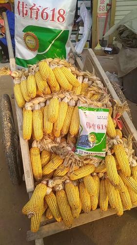 国审伟育618,高产丰收一枝花!