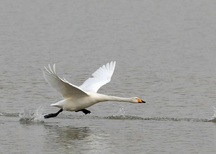 黑天鹅与白天鹅的故事