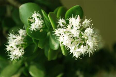 八宝树的养殖方法和注意事项