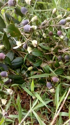 山捻子 2021广西纯天然捻子蒸晒干