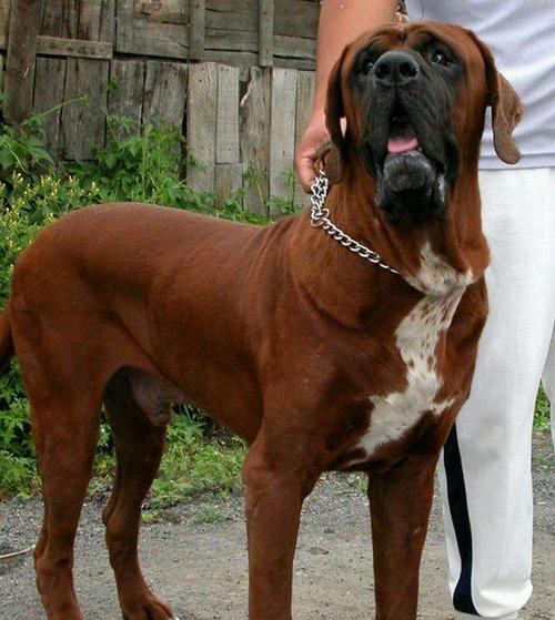 原创混迹在黑暗中的猛犬被誉为东方斗犬之王的土佐犬