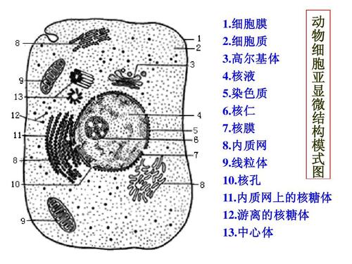 高中生物细胞组成