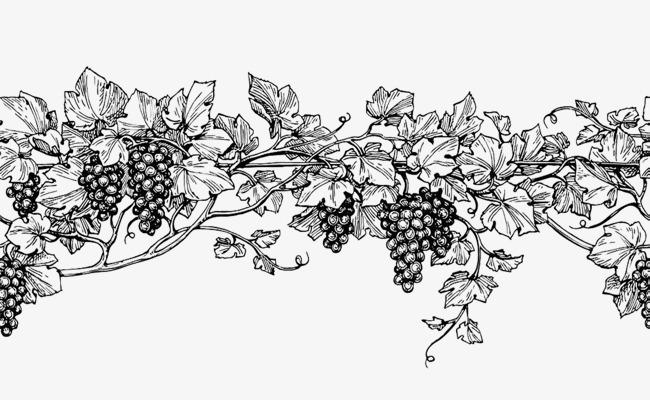 葡萄树简笔画(2)