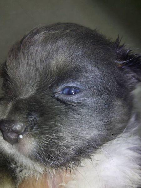 狗狗有种肝炎,会导致眼睛上出现一层蓝色薄膜,这种病就是"蓝眼病".