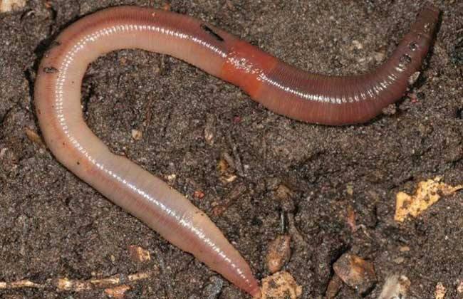 蚯蚓吃什么食物,蚯蚓吃什么繁殖的快?