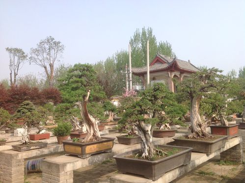 中国南阳盆景文化村(一)
