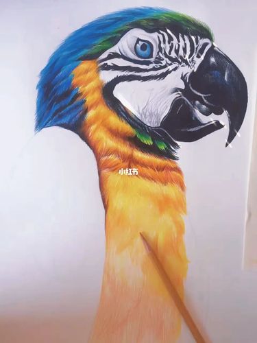 彩铅|超写实|蓝金刚鹦鹉|红辉|手绘|步骤图_彩铅_鹦鹉