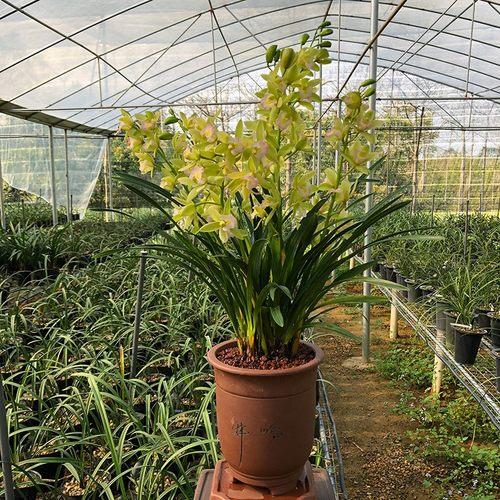 兰花 香兰 矮种 清香型兰花苗四季兰 建兰 盆栽室内花卉绿植好养_7折