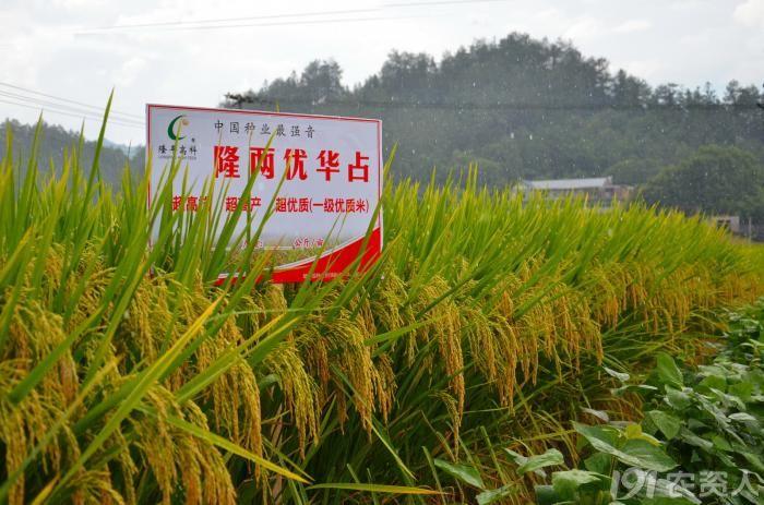 隆两优华占--综合抗性极佳的一个品种