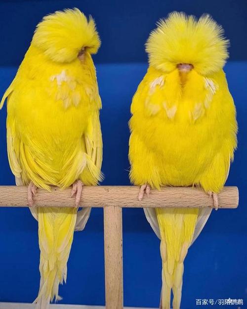 虎皮鹦鹉欧血大头