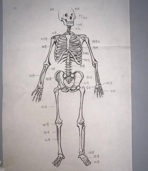 二等奖17信息501卢振波《人体骨骼名称图》