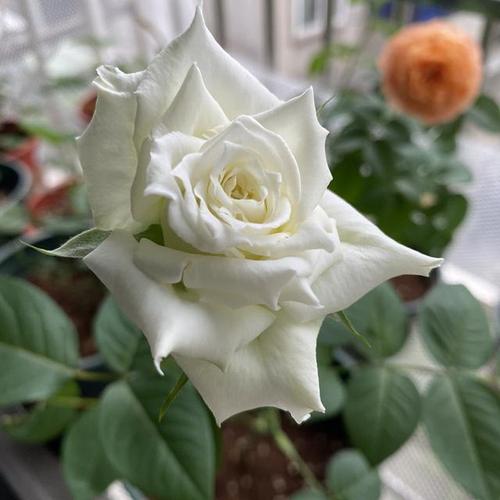 月季花垂头不美观?学会这几招,轻松就解决