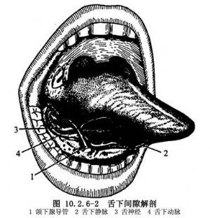 与舌下间隙脓肿切开引流术相关的词条