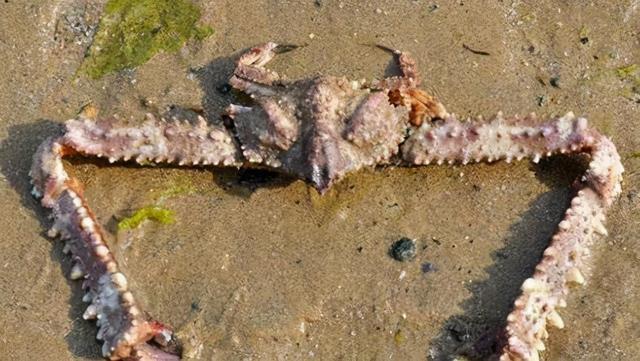 十大毒蟹里面哪个最强