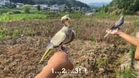 蒙面鸟哥挑战天下一场梦,看谁的鸟飞得高-生活-高清完整正版视频在线