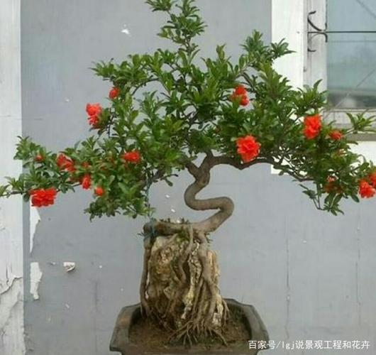 花期石榴盆景,如何提高坐果率?看看这几点,满树红果子
