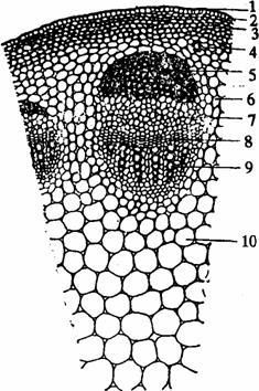 取向日葵幼苗或取其枝端,做徒手切片.
