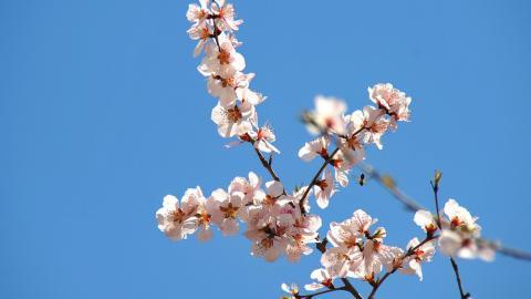 二月花神杏花桌面壁纸(15/24)