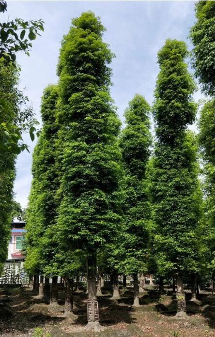 成都我们是一家专做精品金丝楠木树多少一棵四川金丝楠树