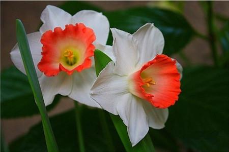 水仙种类小课堂