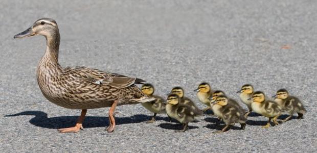 也就是以"我"的口吻来写,把你自己想象成图中的小鸭子或者鸭妈妈,还
