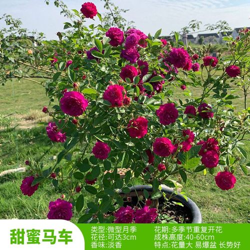 新品甜蜜马车月季盆栽花苗阳台庭院浓香微型月季多季节丰花玫瑰花
