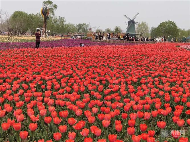 沁园春·秦皇河郁金香 _滨州网