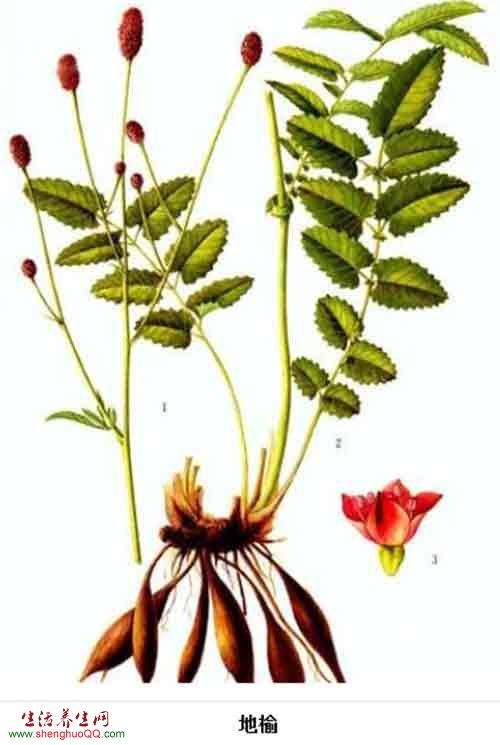 马连鞍薯(《广西中兽医药植),山 红枣根(《河北药材》),赤地榆,紫