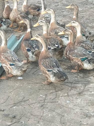 品种名:麻鸭 品种名:麻鸭 单只重:4-5斤 类型:统货 用途