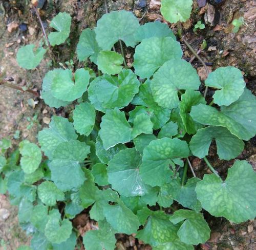 功能强大的积雪草,美容护肤有一套,还能做菜吃!