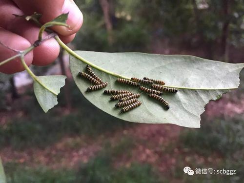 报喜斑粉蝶的幼虫(拍摄:杜志坚)