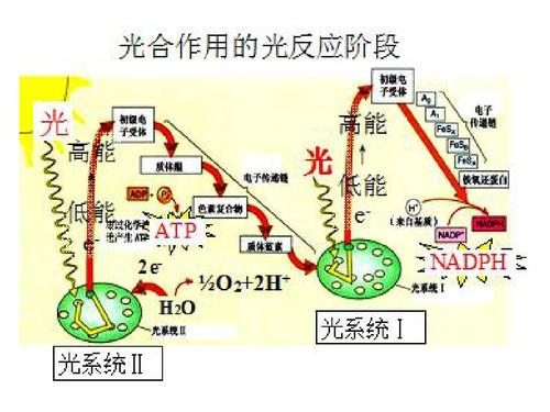 1-3-5-2笔记-光合作用过程,影响因素ppt