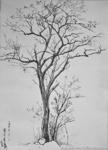 树速写
