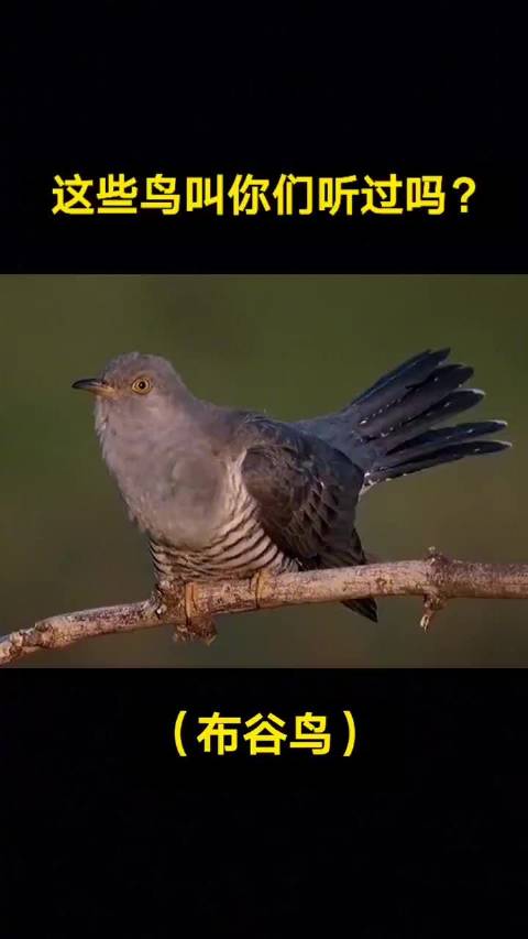 来听听各种鸟叫声,是我们很熟悉的叫声