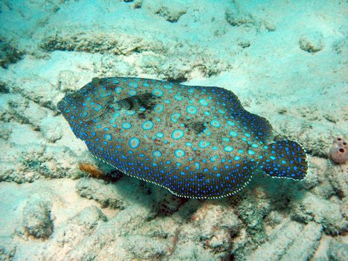 好看真实的比目鱼图片大全高清大图