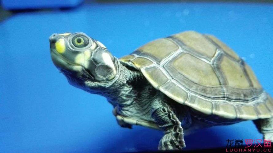 济南华龙路水族市场见闻