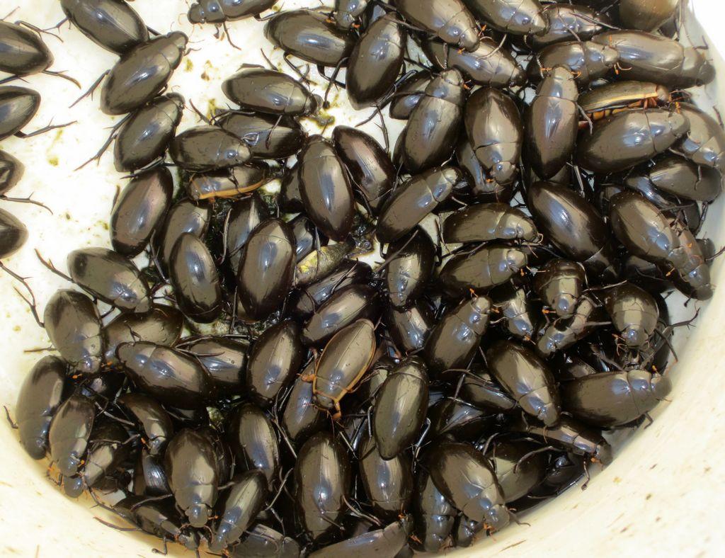 [供方]长期供应黑龙江水鳖虫又称水老鳖,龙虱