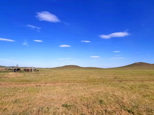 "草色遥看近却无".今年太仆寺旗干旱少雨,草地黄色中透出些许绿意.