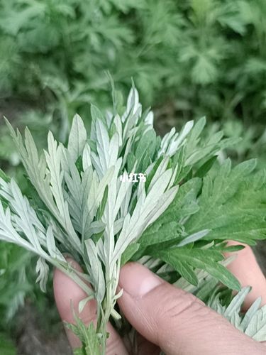 有谁知道这是艾叶还是臭蒿,有说这是臭蒿子,采回来想做艾叶粑粑.