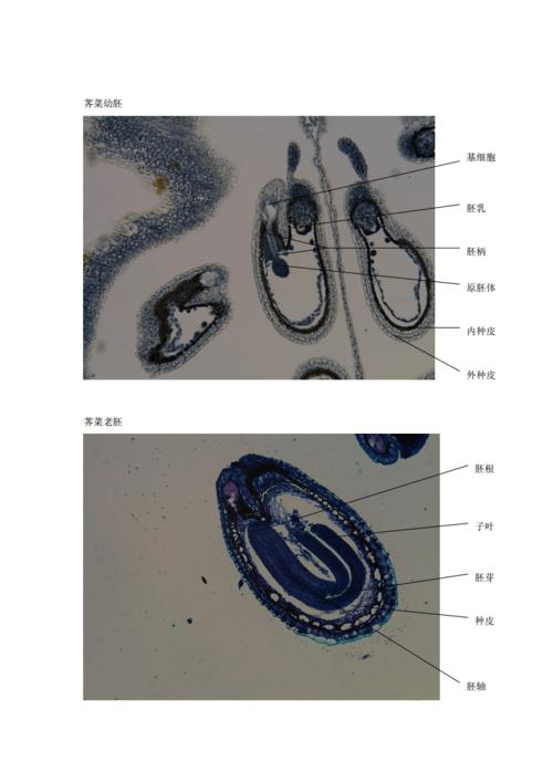 植物学实验中心实验报告16.doc