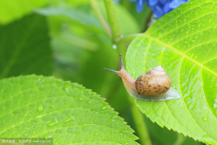 石家庄市东马路小学"线上美术课堂"之一年级《树叶上的小蜗牛》4月7日
