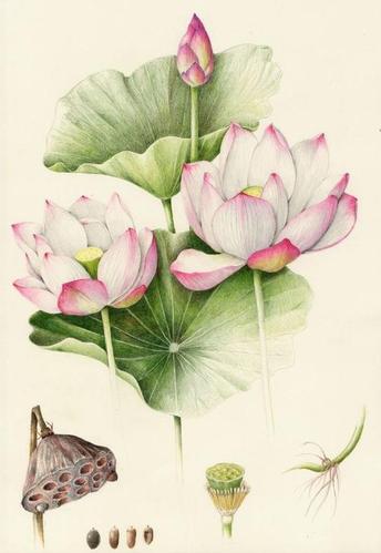 荷花彩铅简笔画集