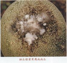 甜瓜果腐病