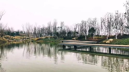 柳岸公园,九莲洲水生态湿地公园沿涪江而建,是全市重点打造了国家级