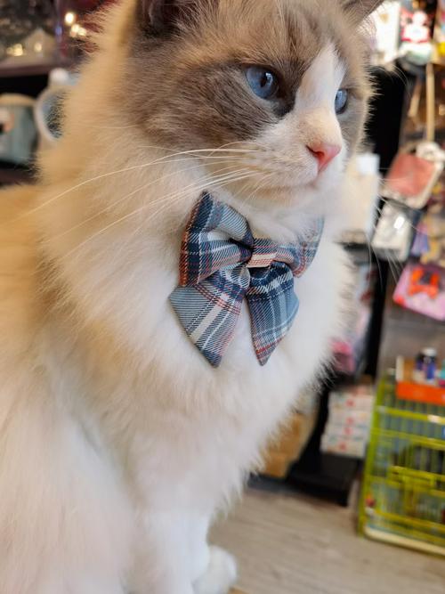 新品推荐宠物jk萌款领结猫咪狗狗兔兔配饰手工项圈