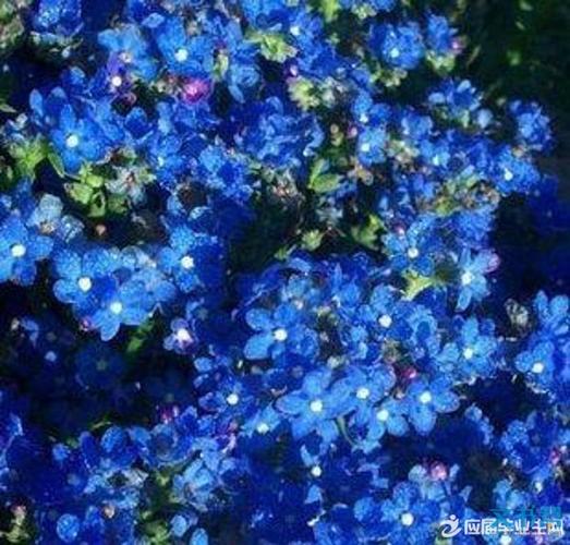 蓝色满天星的花语是什么