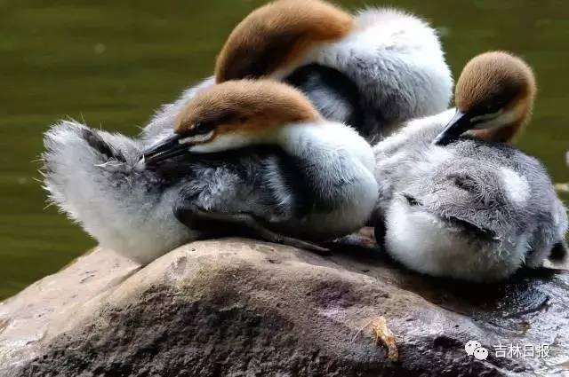 尖嘴的,会上树,全球仅存3000只!"国宝"中华秋沙鸭来"逛"长白山了