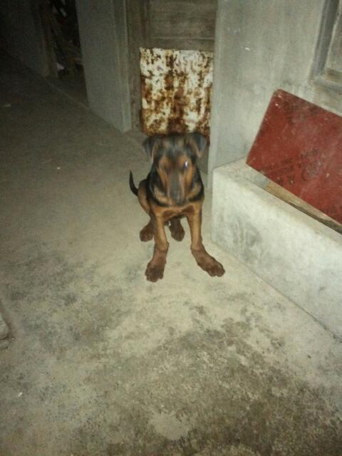 我的小狗前腿从关节弯曲是怎么会事?求大神们给个答案